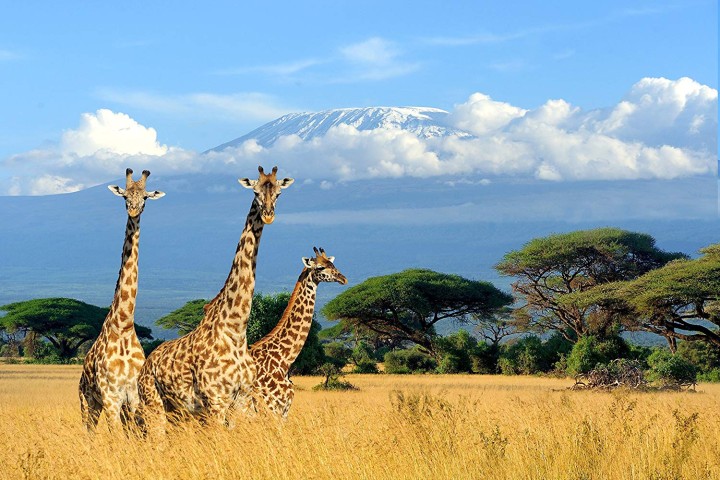 Les girafes pour la première fois en statut de « grave danger »